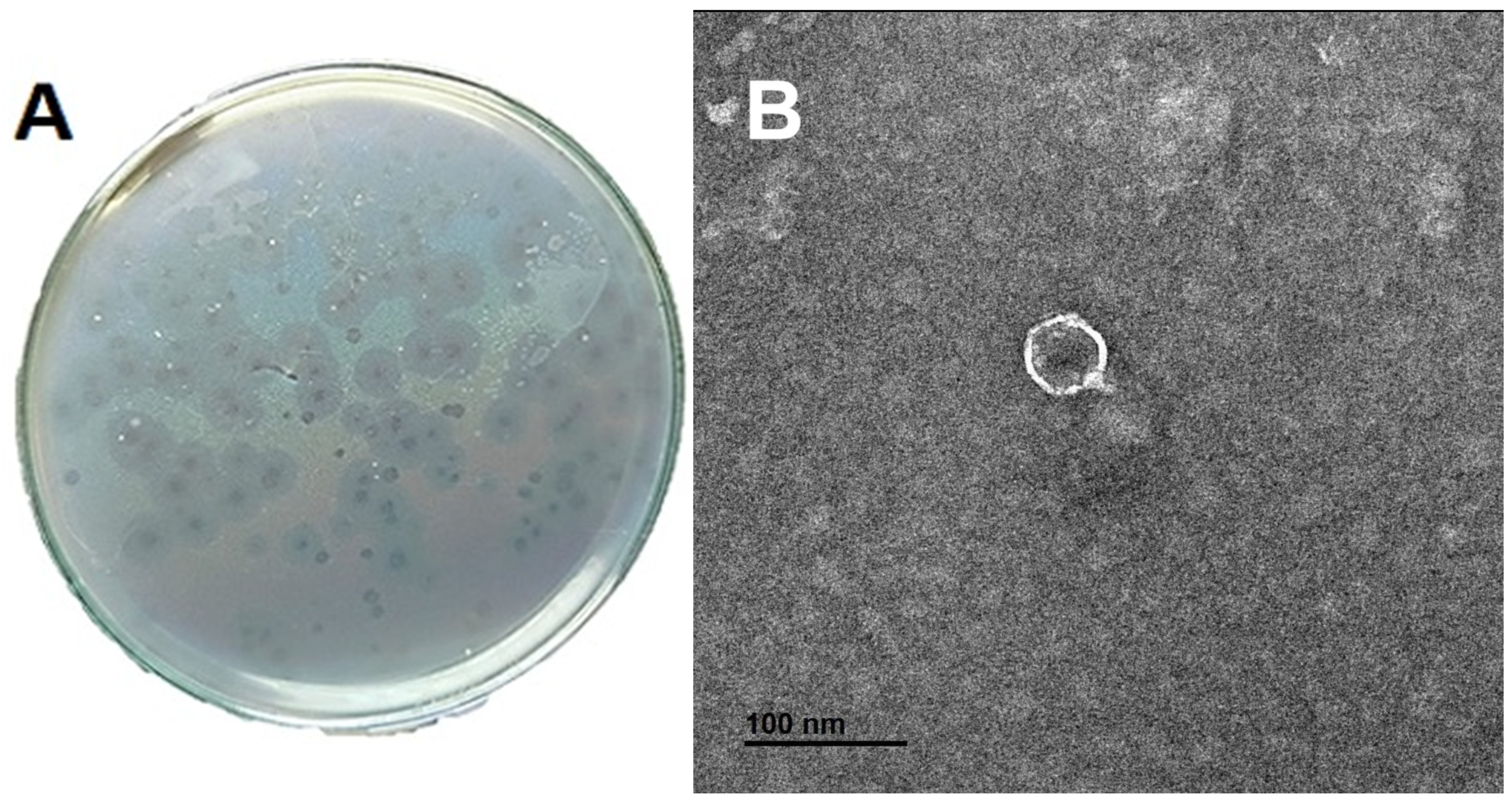Biology 15 01055 g001 Biology 15 01055 g001