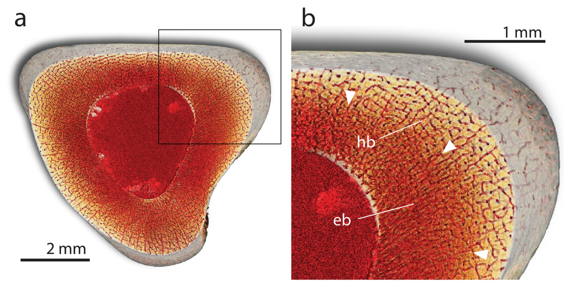 Biology 15 01090 g012