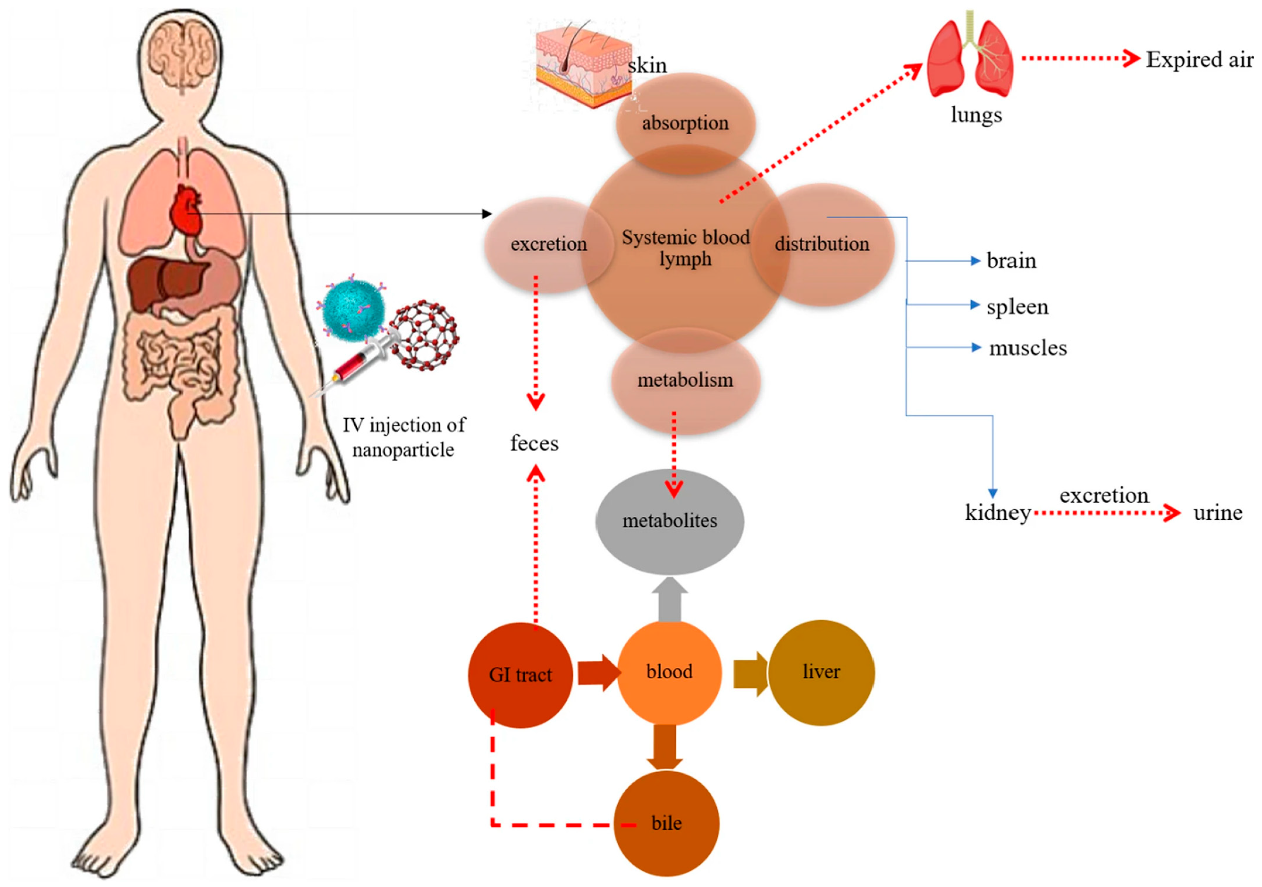 Biology 15 01550 g004