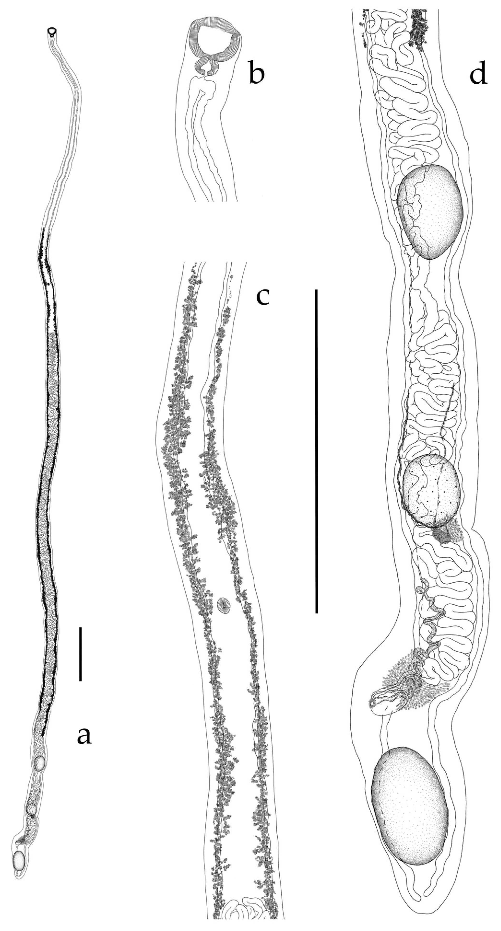 Biology 15 01643 g002