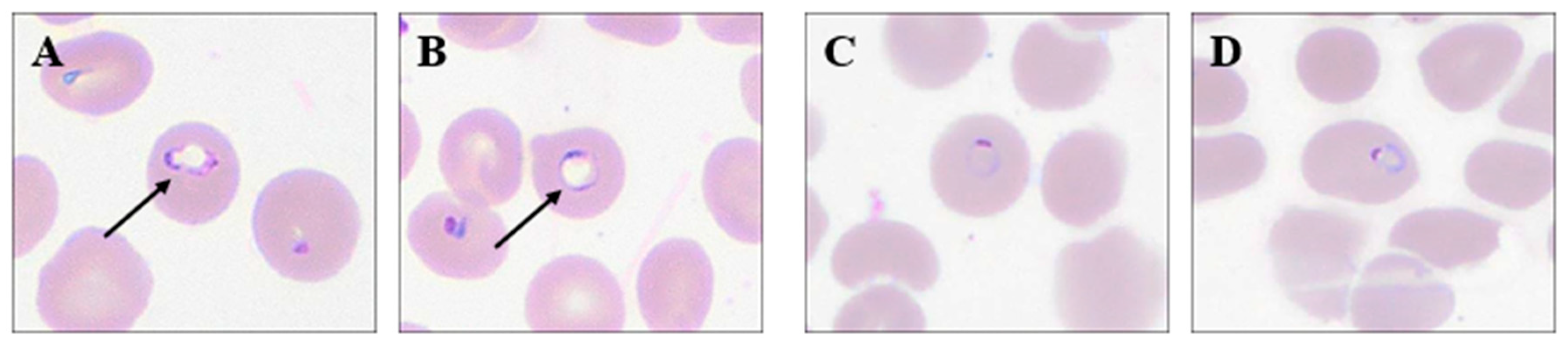 Biology 15 01837 g002 Biology 15 01837 g002
