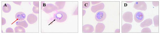 Biology 15 01837 g003