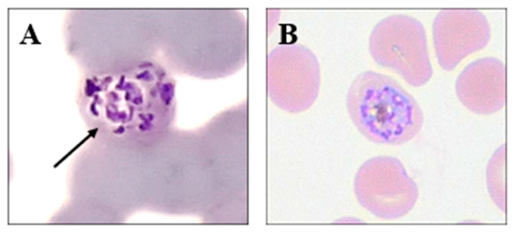 Biology 15 01837 g004 Biology 15 01837 g004