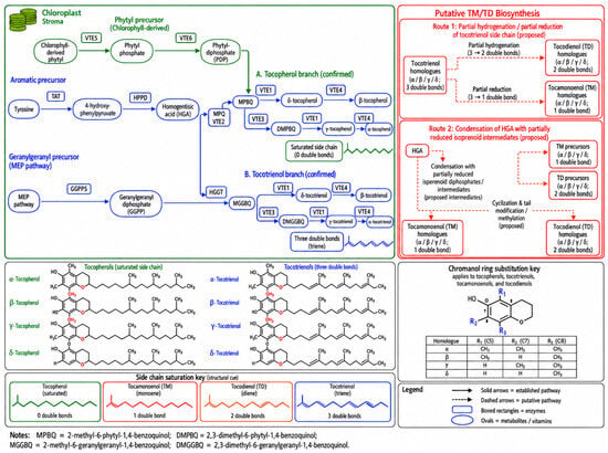Beyond α-Tocopherol: Biology and Biotechnological Potential of ...