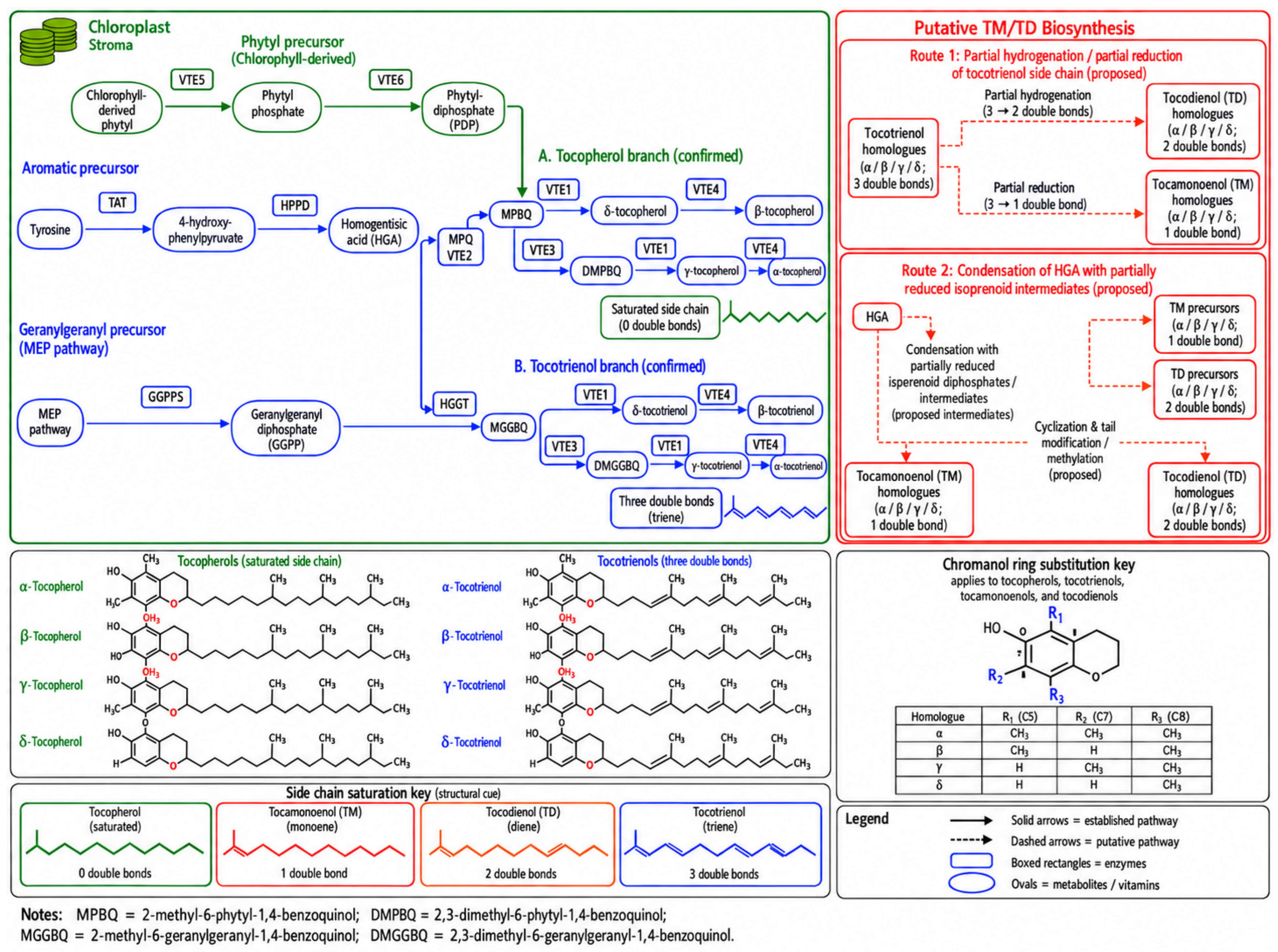 Beyond α-Tocopherol: Biology and Biotechnological Potential of ...