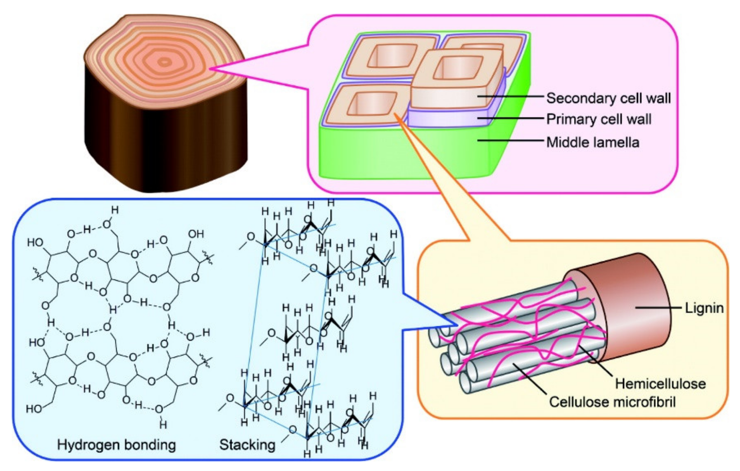 Biomass 01 00006 g004