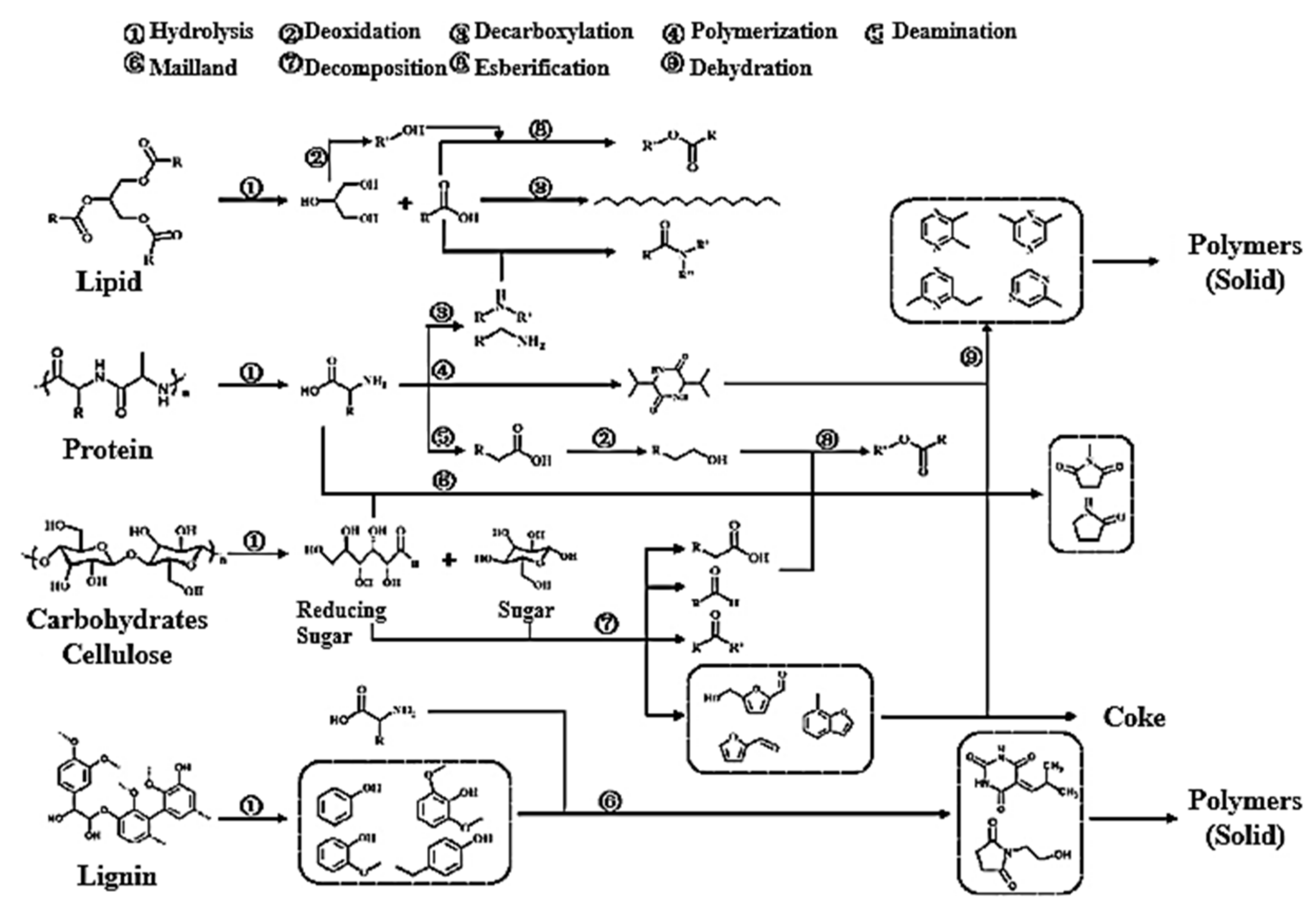 Biomass 01 00006 g011