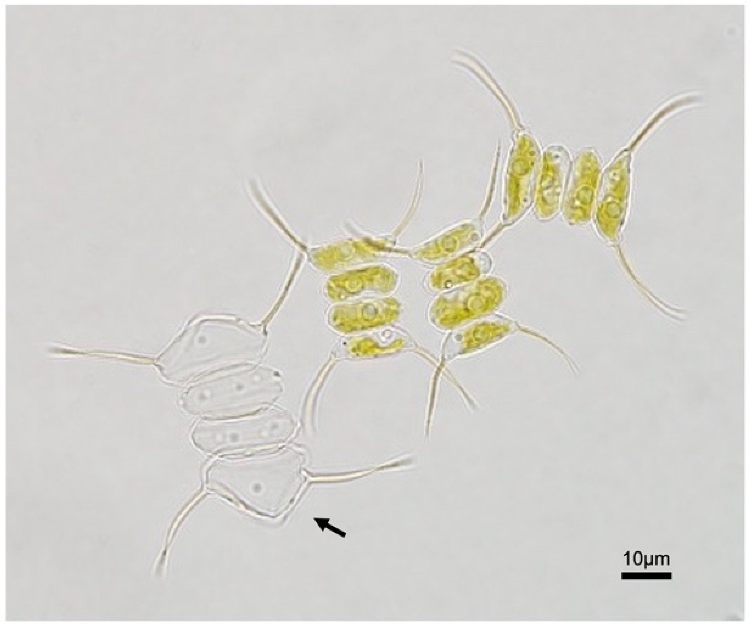 Biomass 01 00008 g002