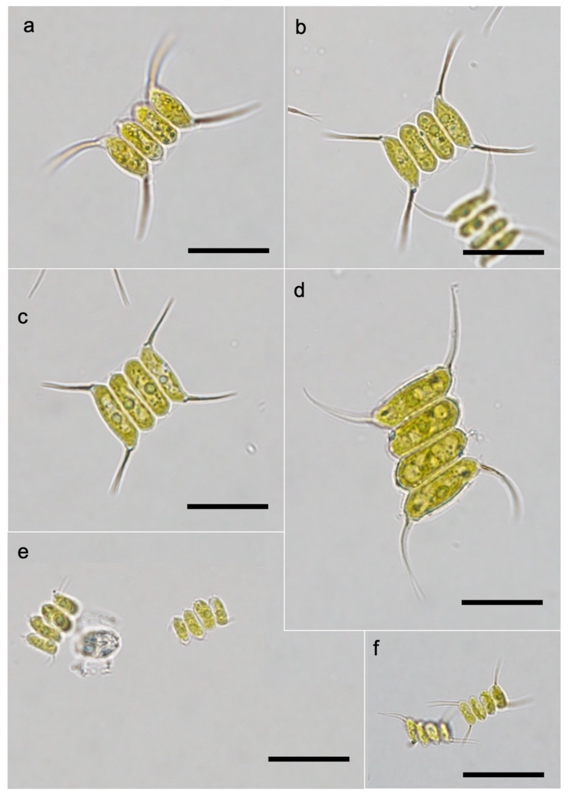 Biomass 01 00008 g003
