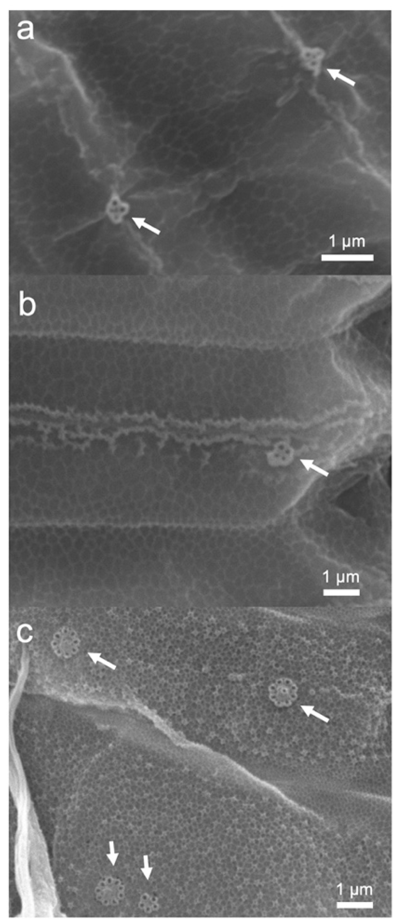 Biomass 01 00008 g004