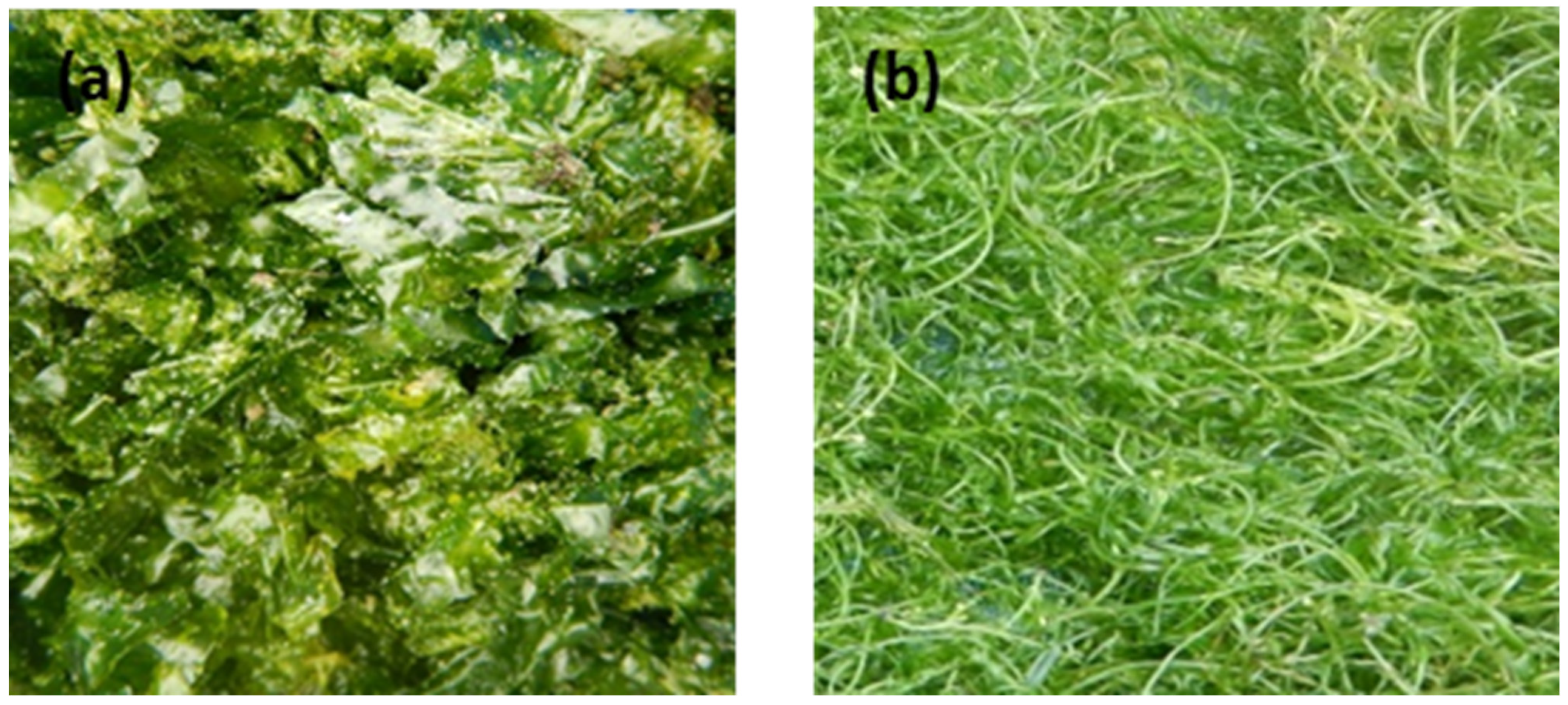 Biomass 02 00001 g001 Biomass 02 00001 g001