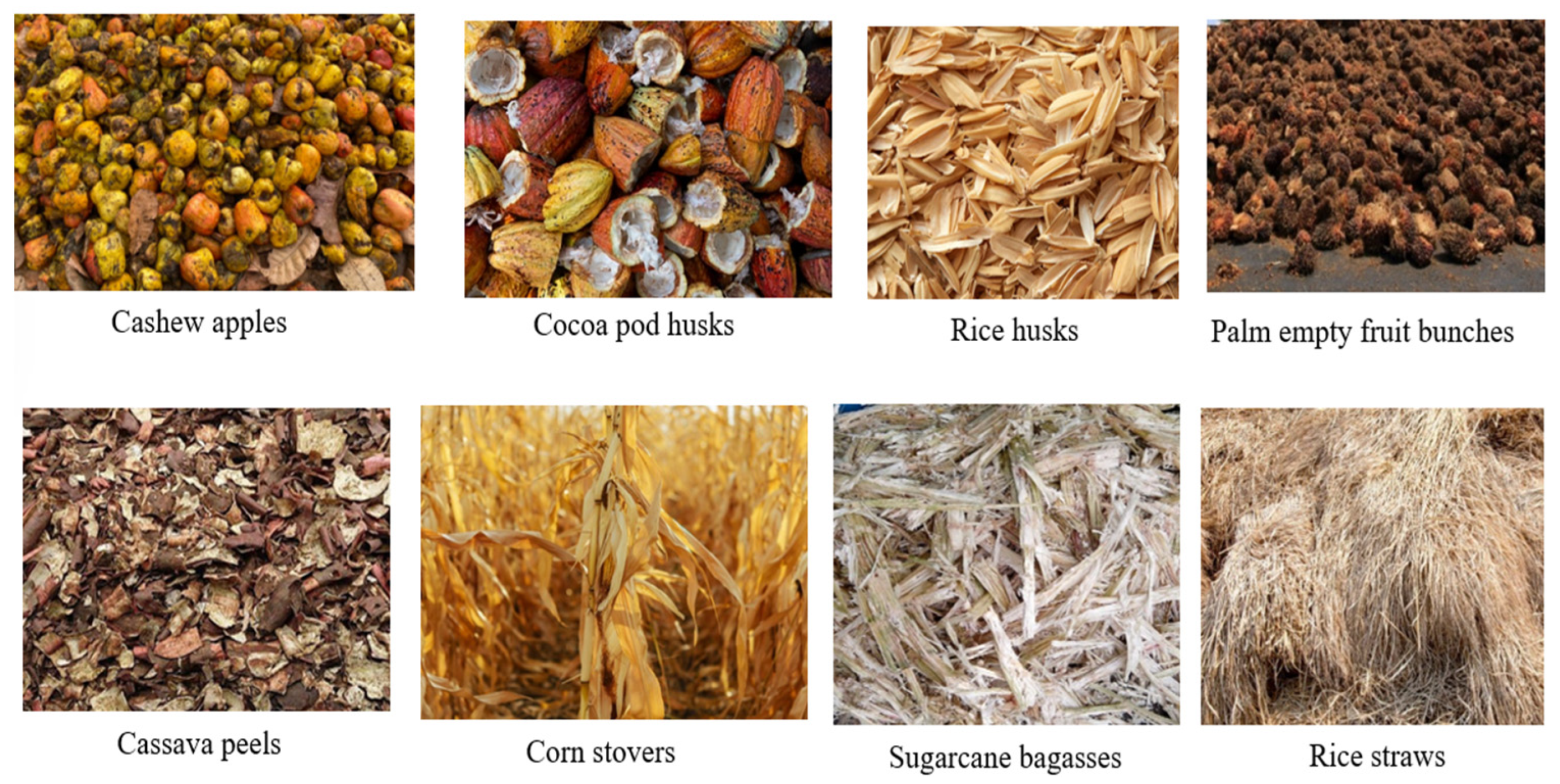 Biomass 04 00050 g002