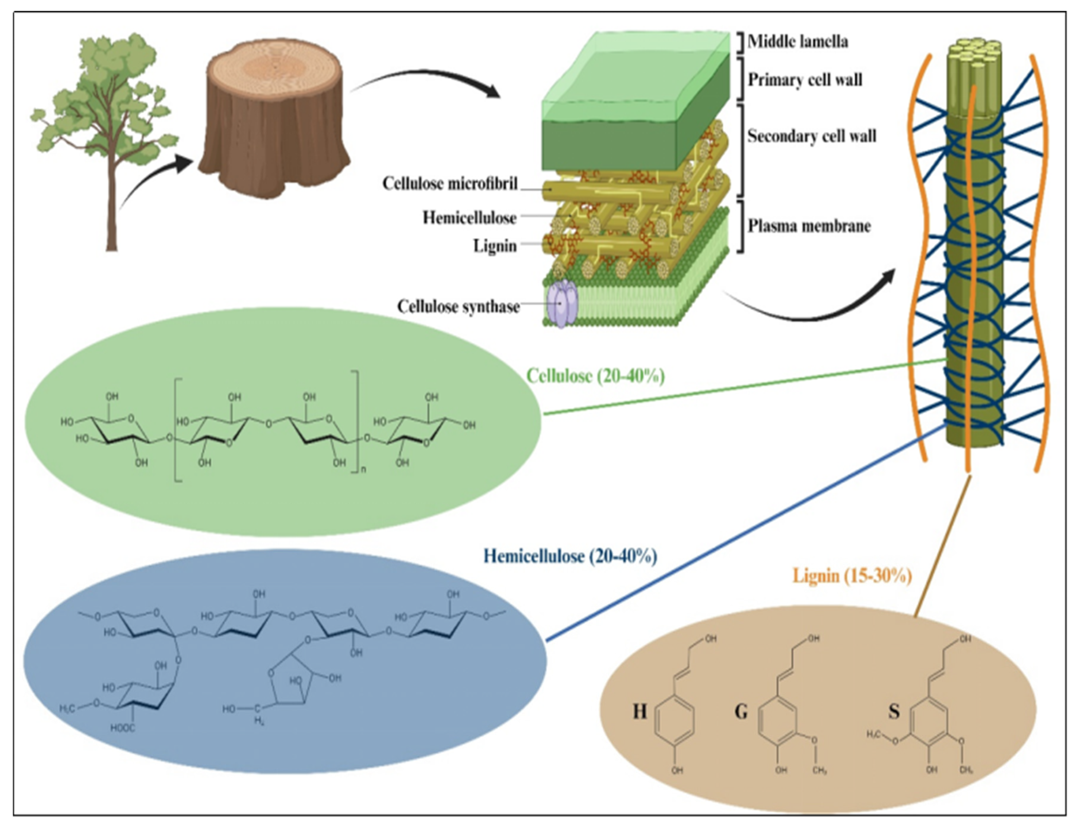 Biomass 04 00053 g001 Biomass 04 00053 g001