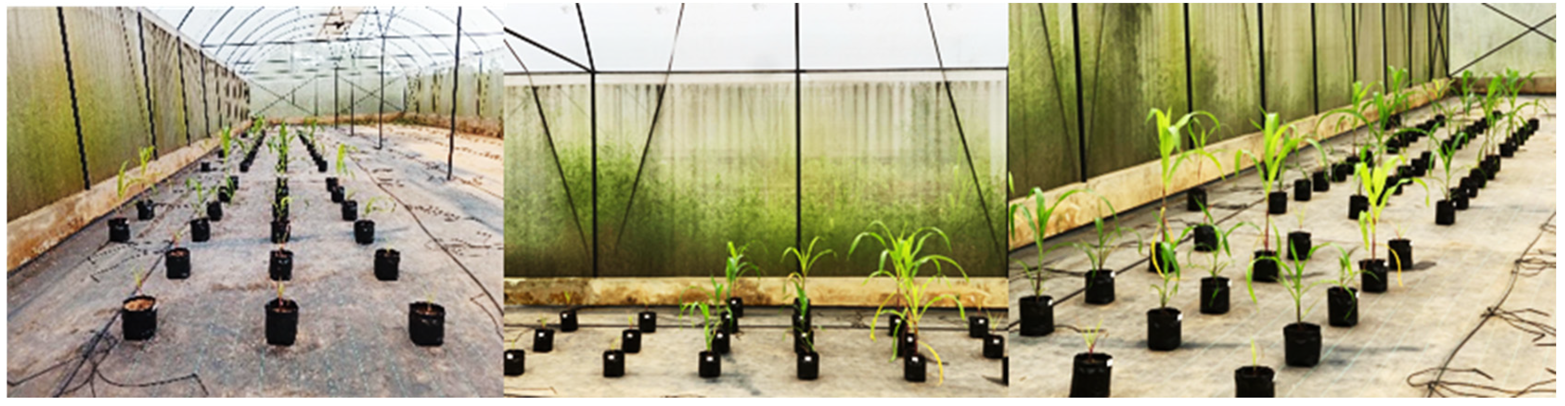 Biomass 05 00039 g001