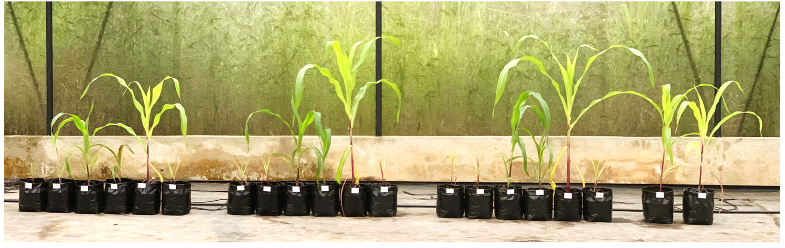 Biomass 05 00039 g002