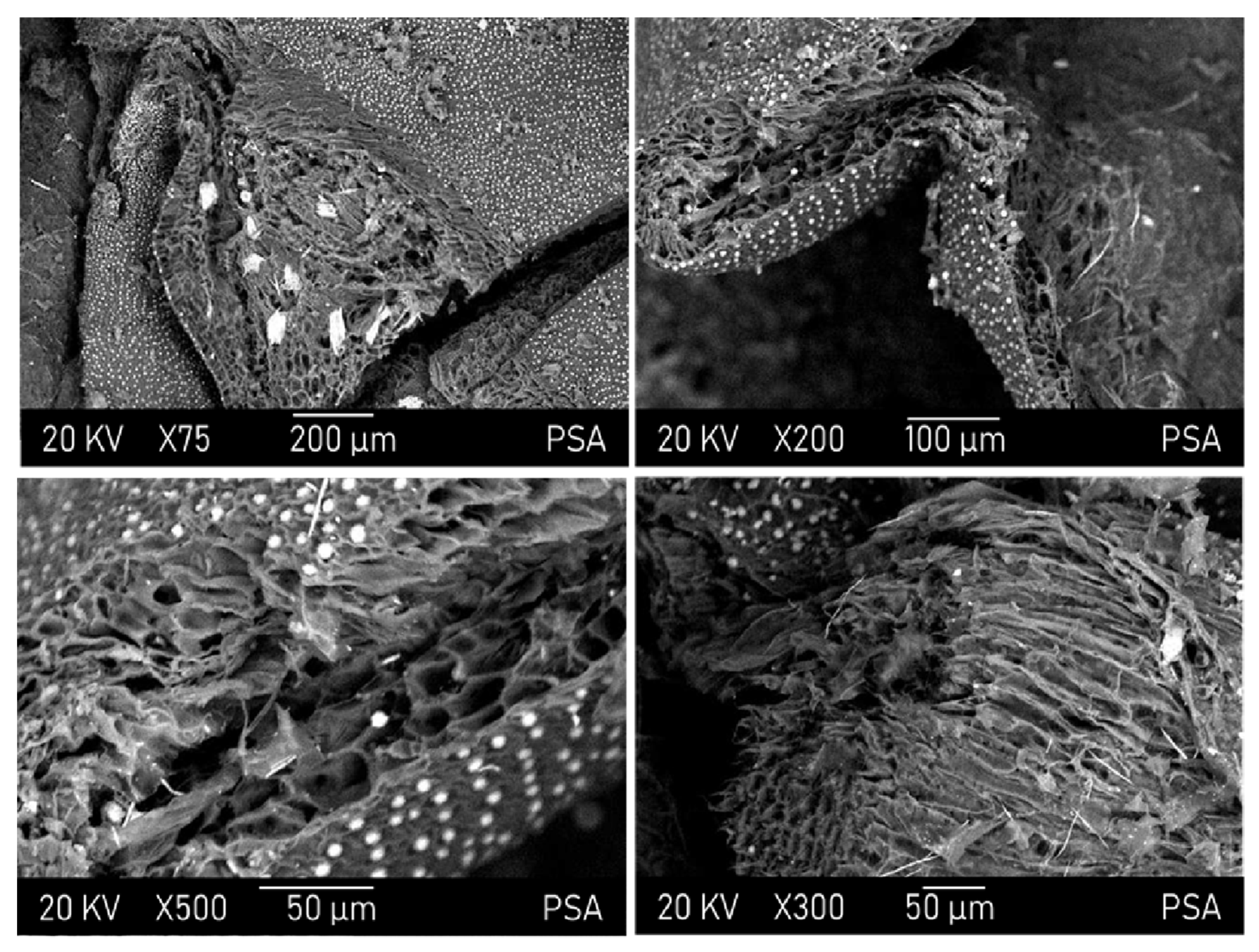 Biomass 06 00003 g001 Biomass 06 00003 g001