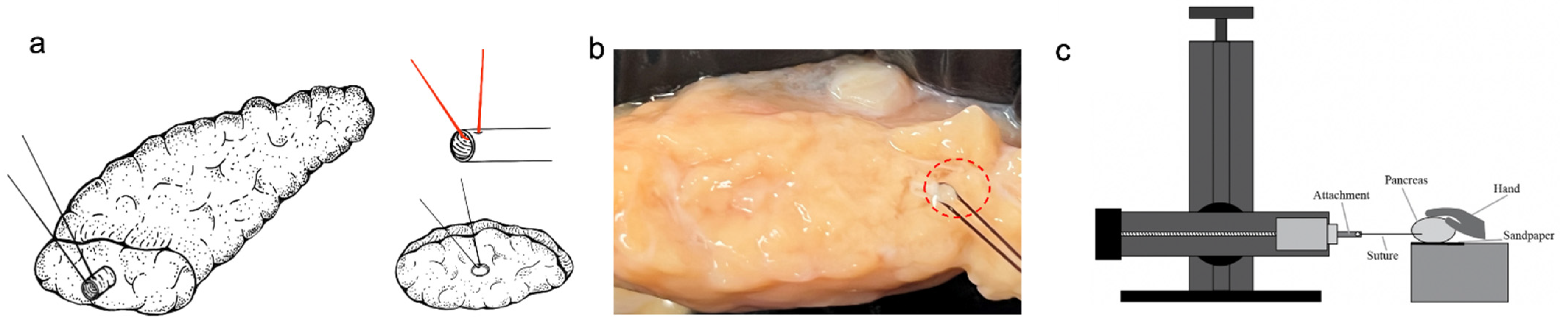 Biomechanics 02 00023 g001