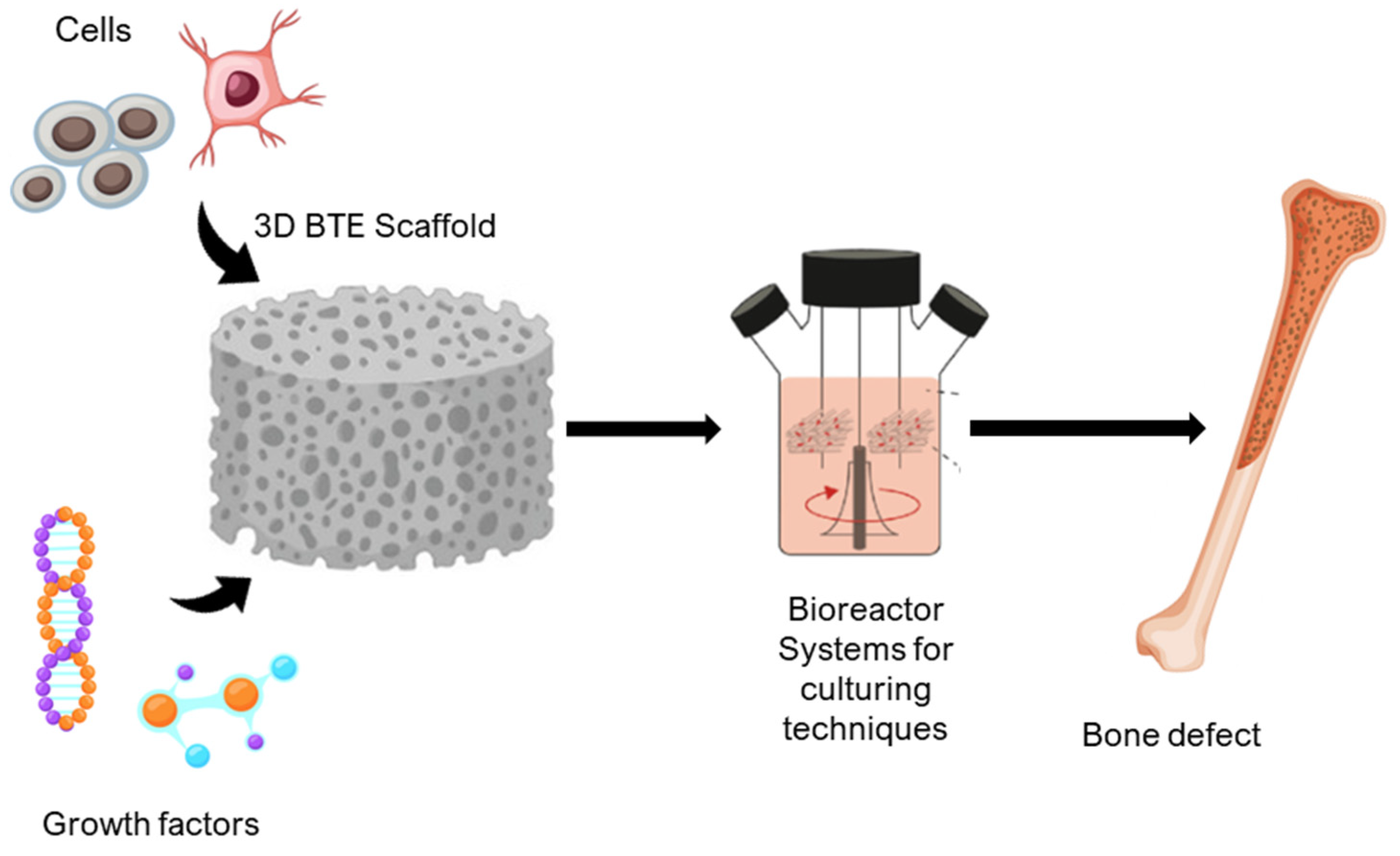 Biomechanics 05 00076 g001