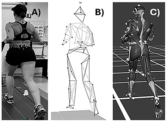 (A) Retroreflective markers placed on participants running on an instrumented treadmill, (B) kinematic marker tracking and link segment model used, and (C) musculoskeletal modeling based on kinematic and kinetic data.