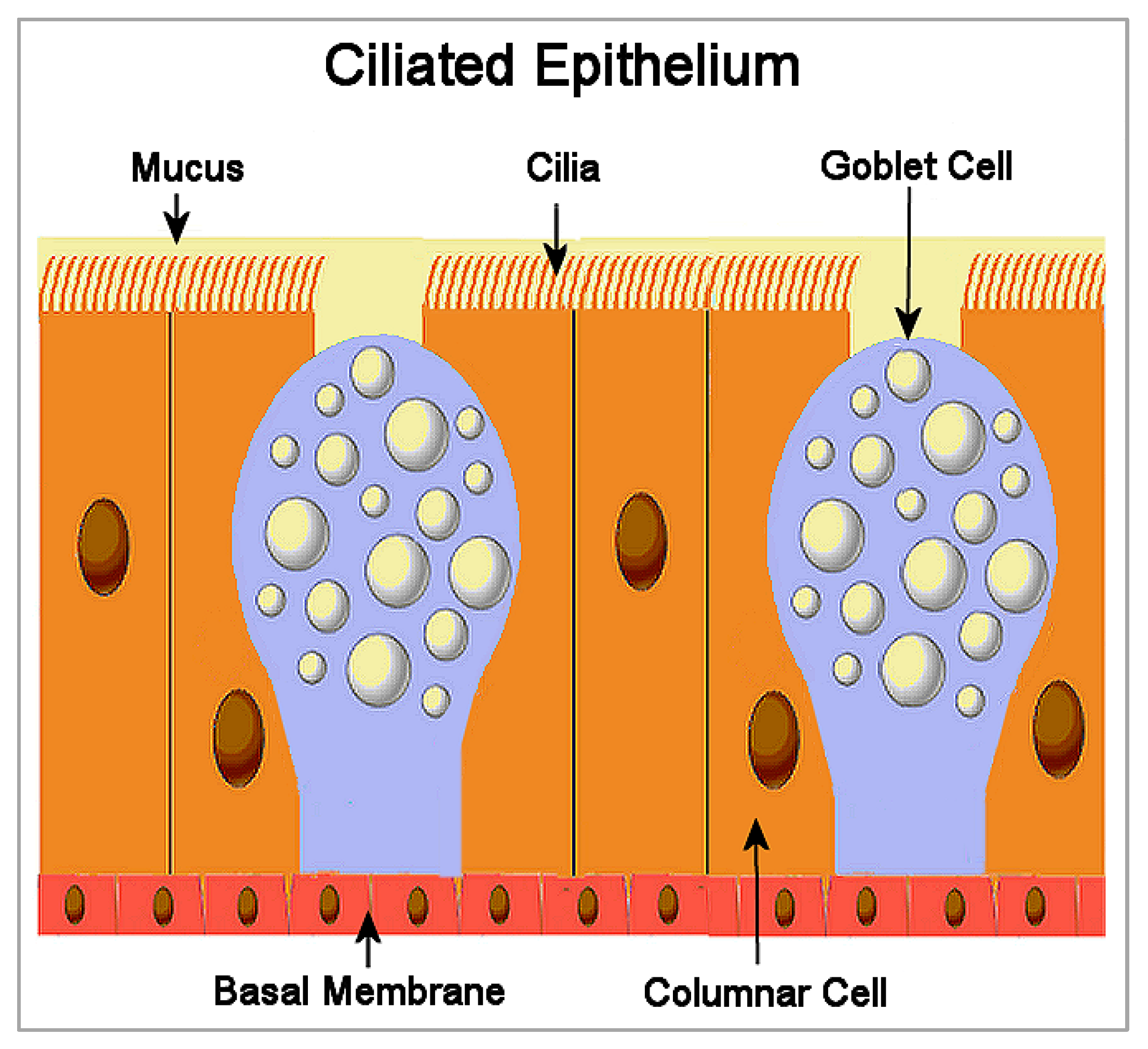Biomed 02 00009 g001