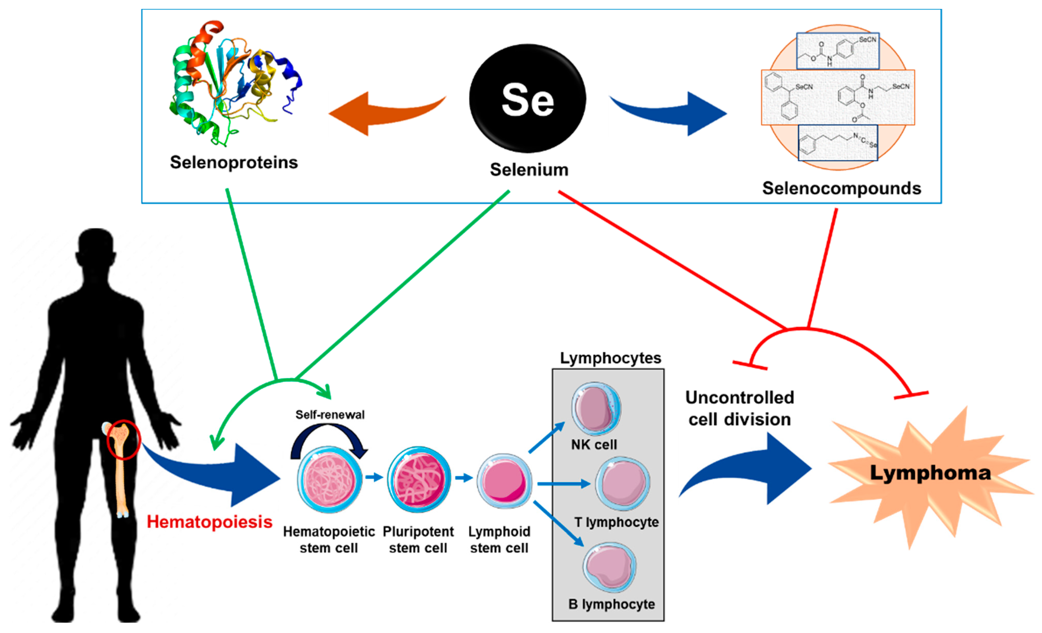 Biomed 02 00025 g005