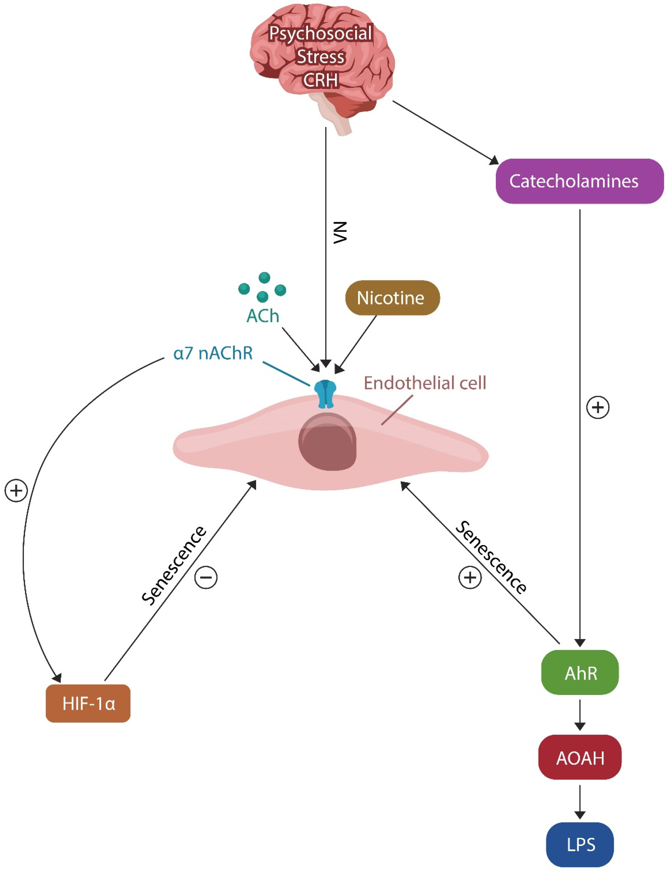 Biomed 03 00039 g003
