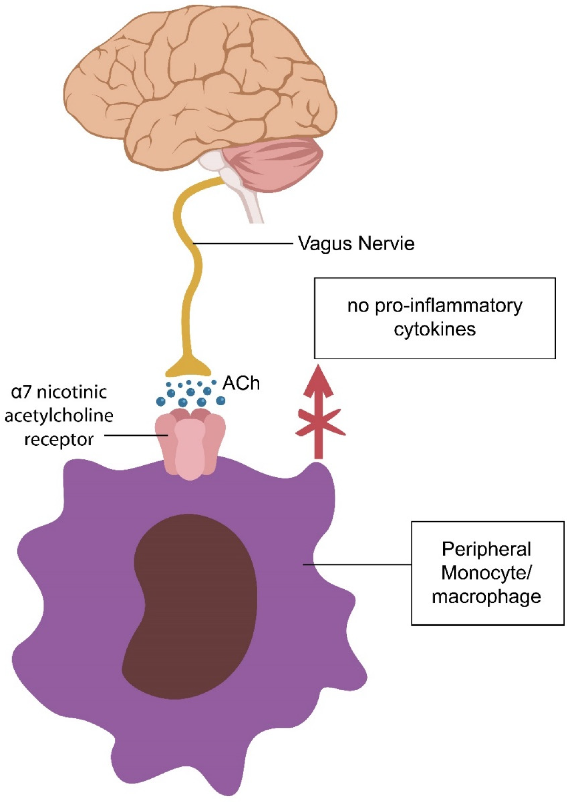 Biomed 03 00039 g004