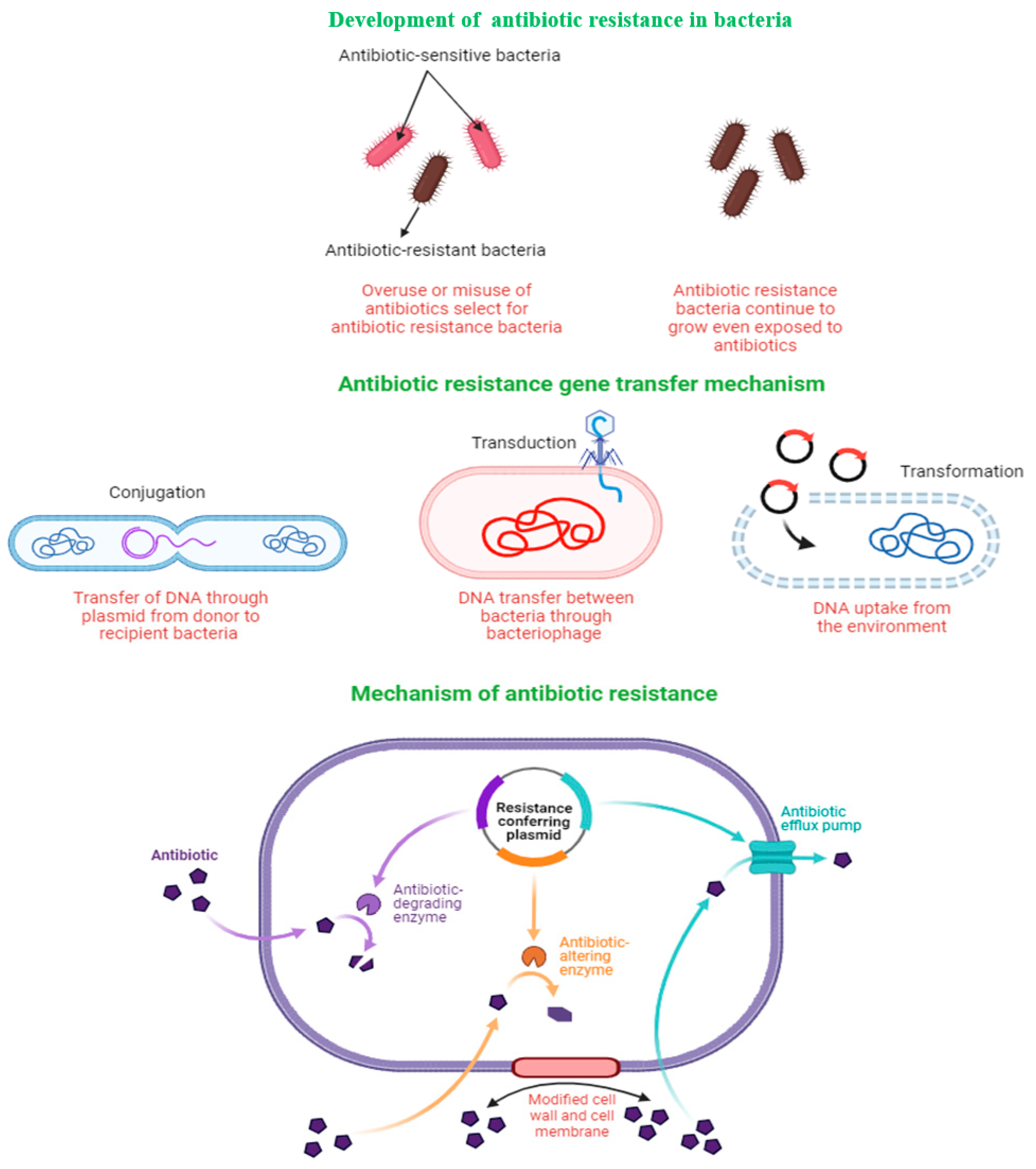 Biomed 04 00026 g001