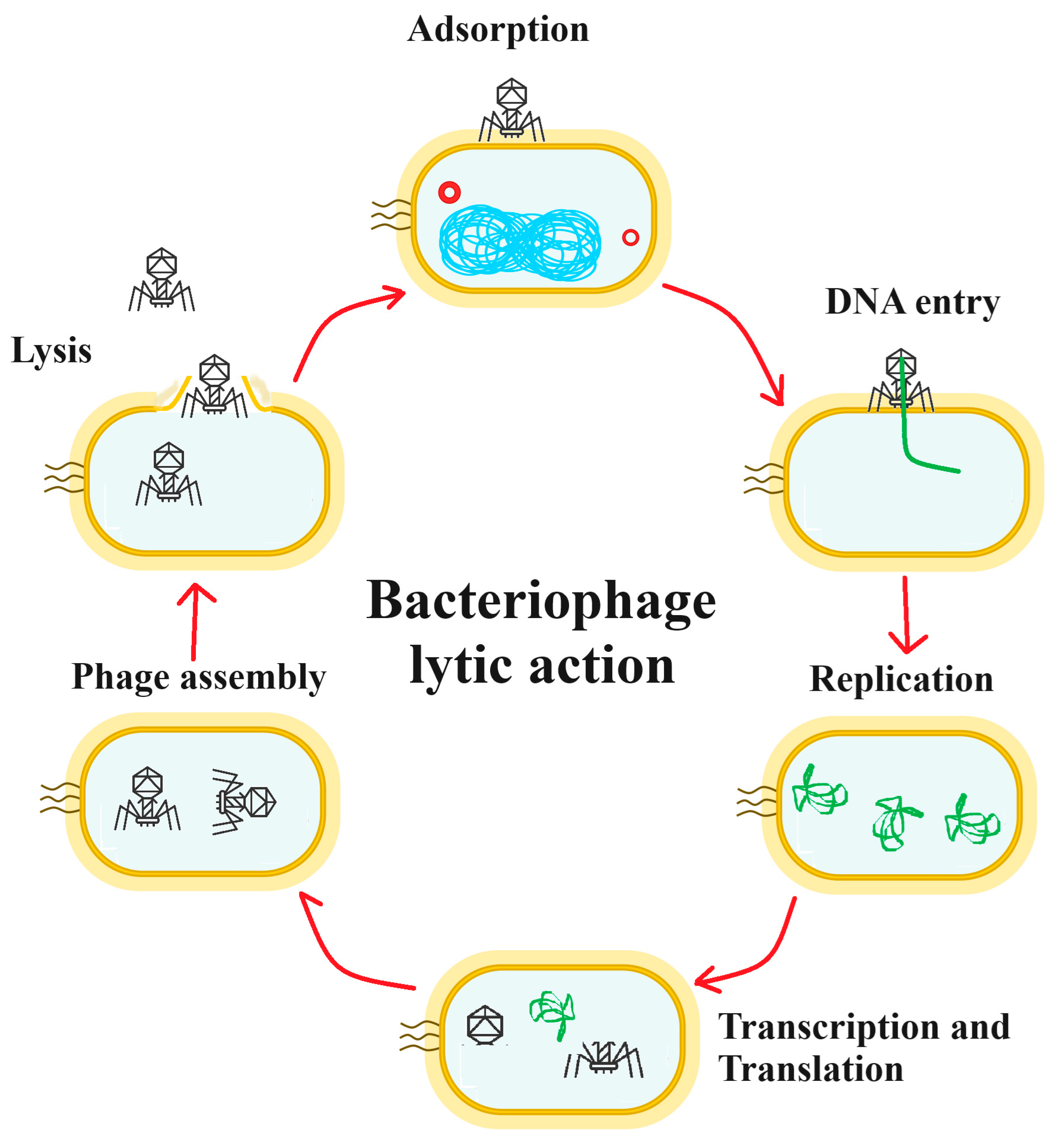 Biomed 04 00026 g002