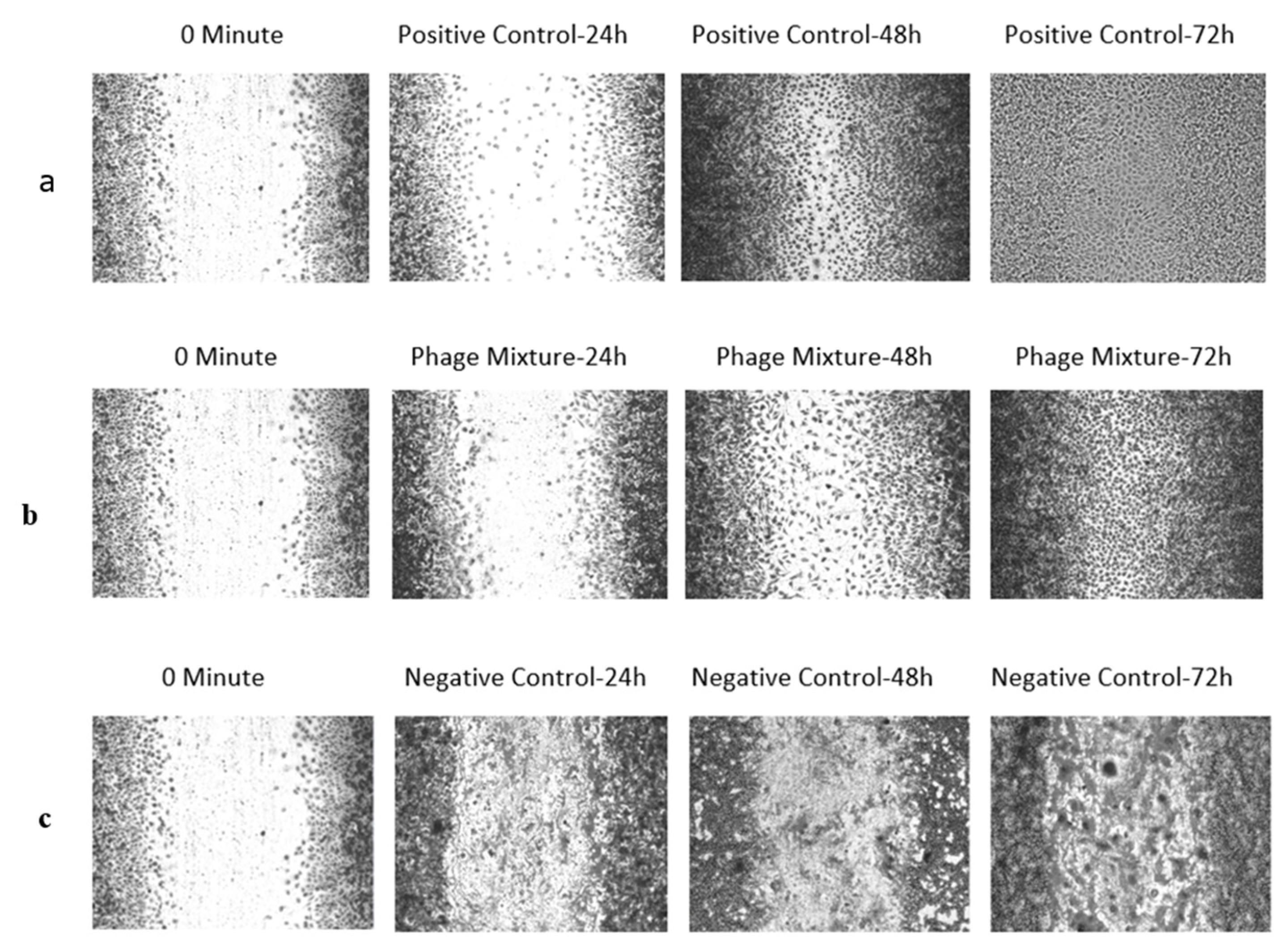 Biomed 05 00025 g005