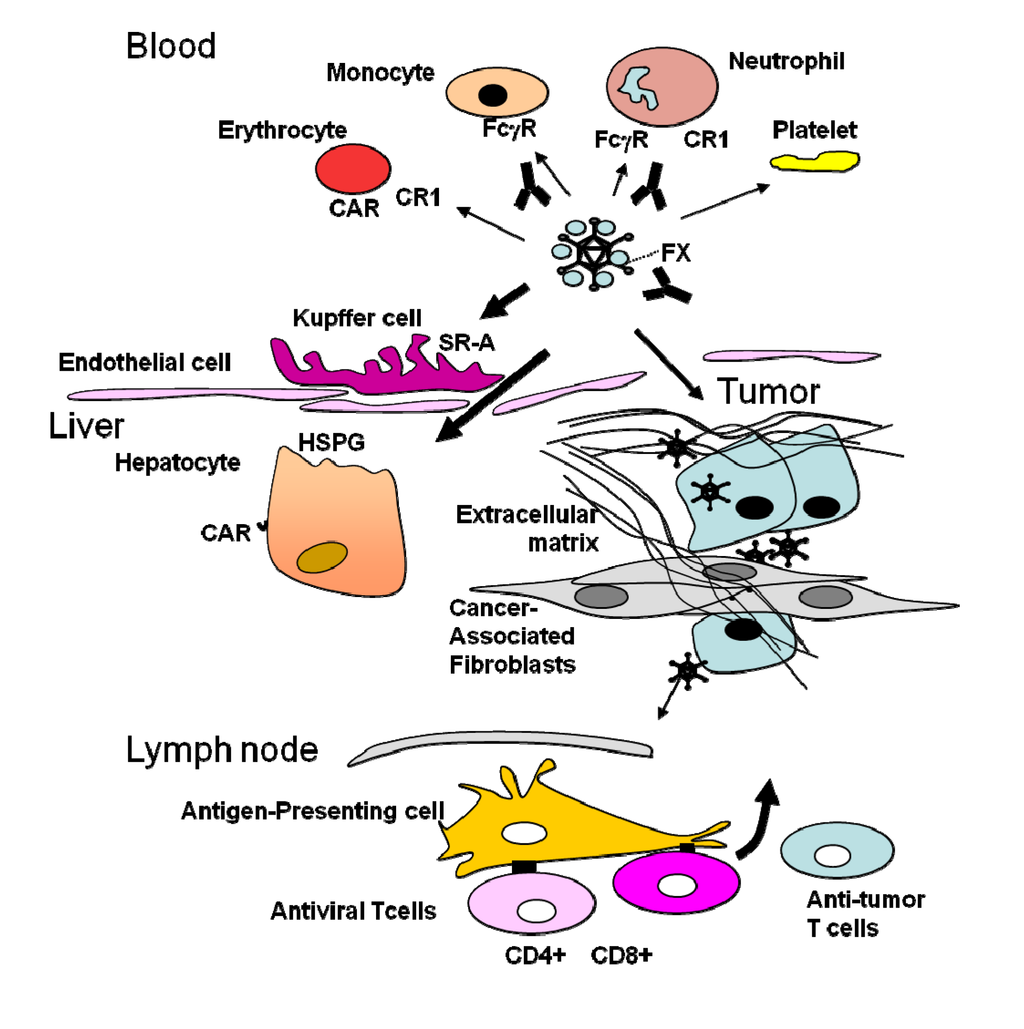 Biomedicines 02 00036 g001 1024