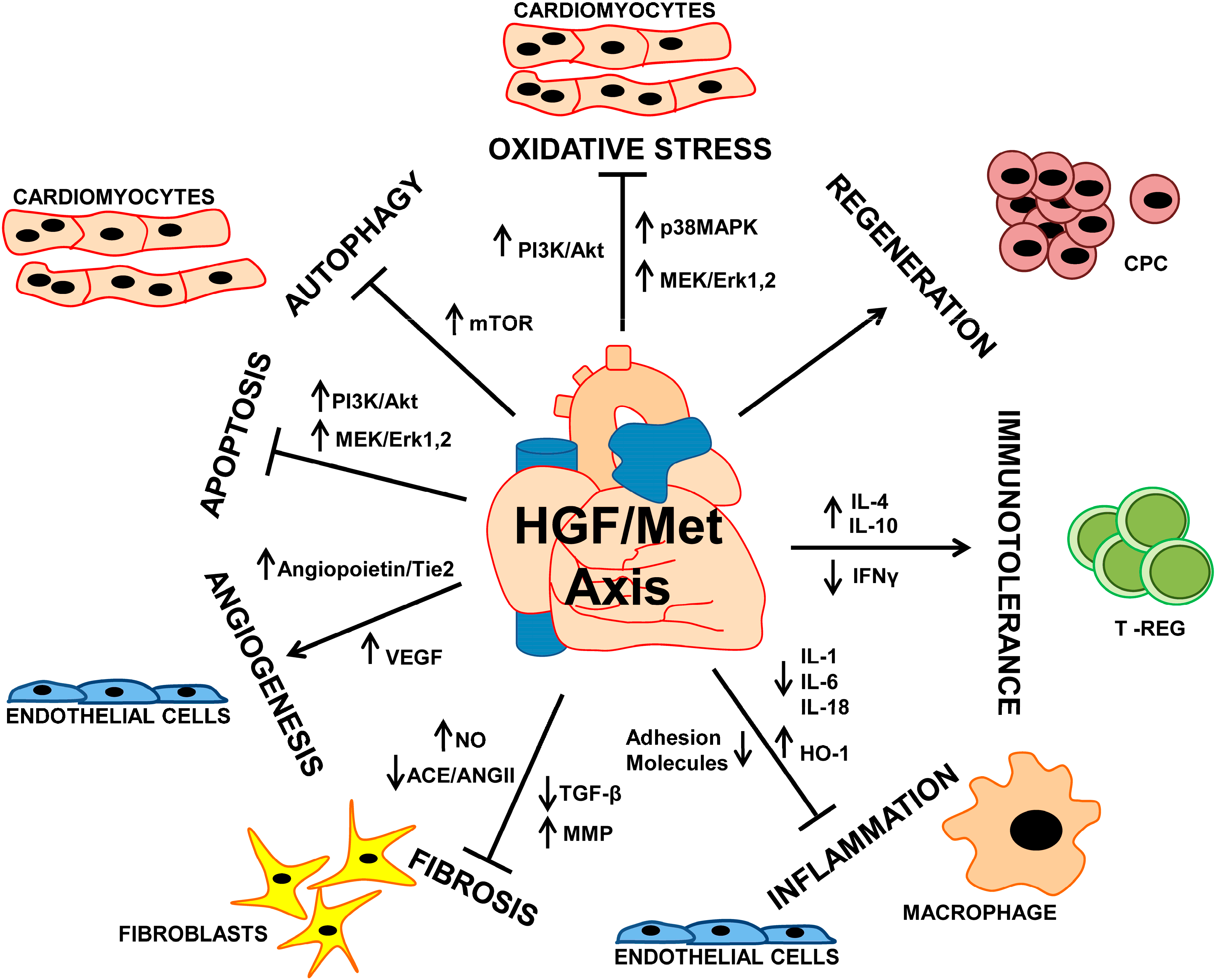 Biomedicines 02 00247 g001