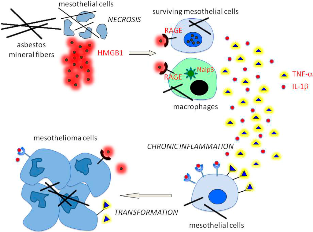 Biomedicines 02 00327 g001 1024