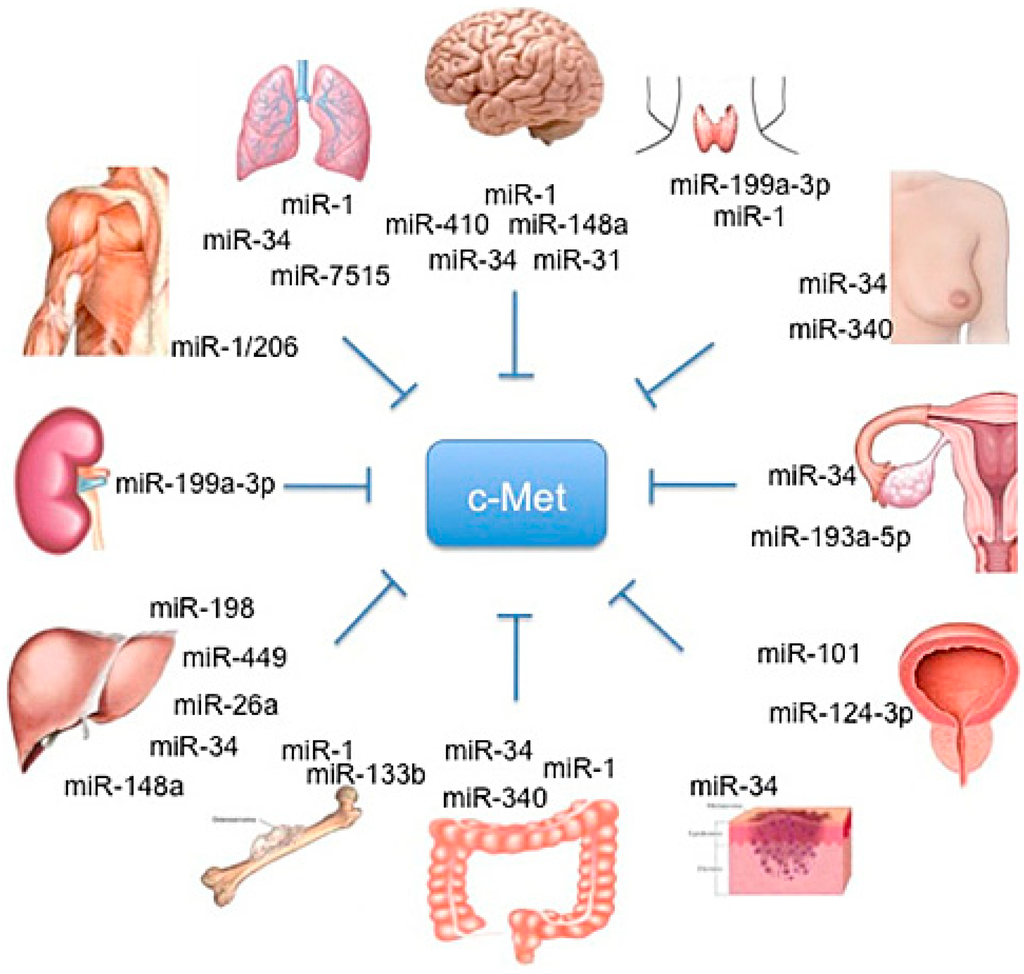 Biomedicines 03 00032 g001 1024