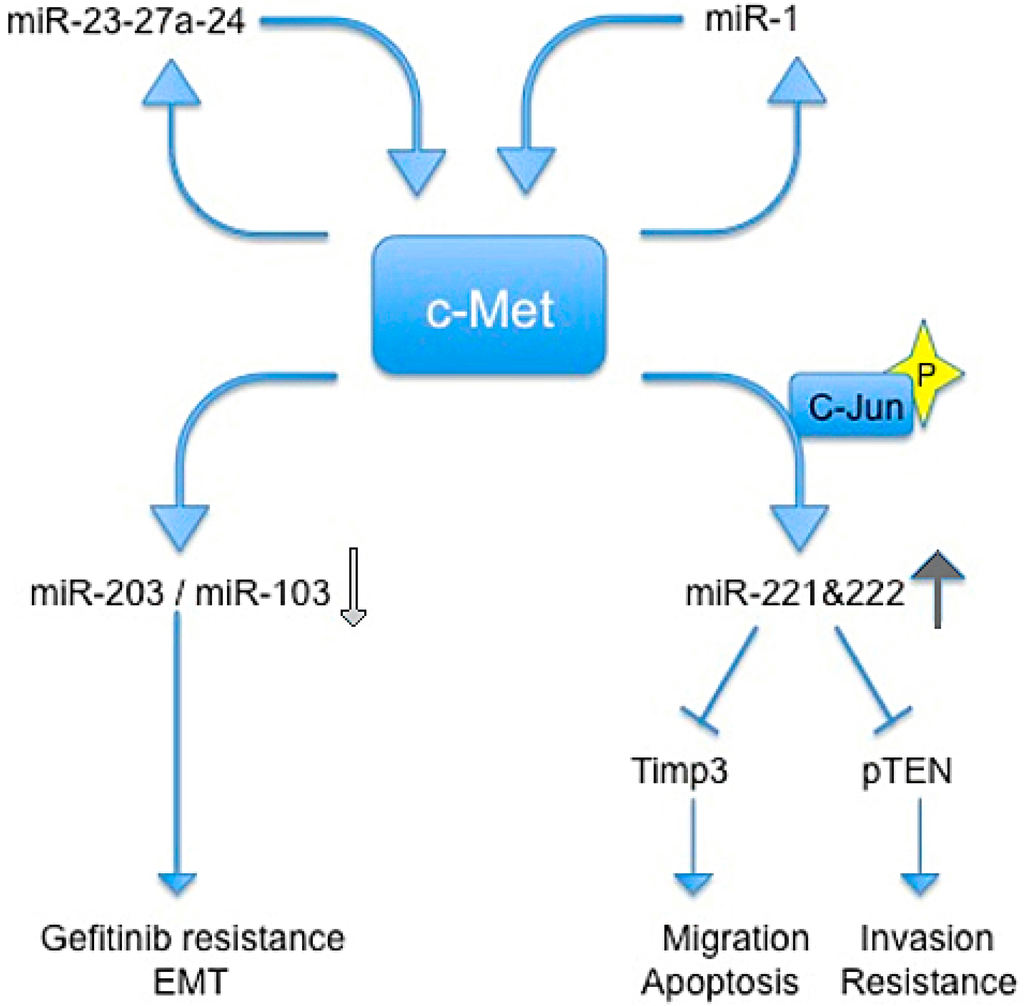 Biomedicines 03 00032 g002 1024