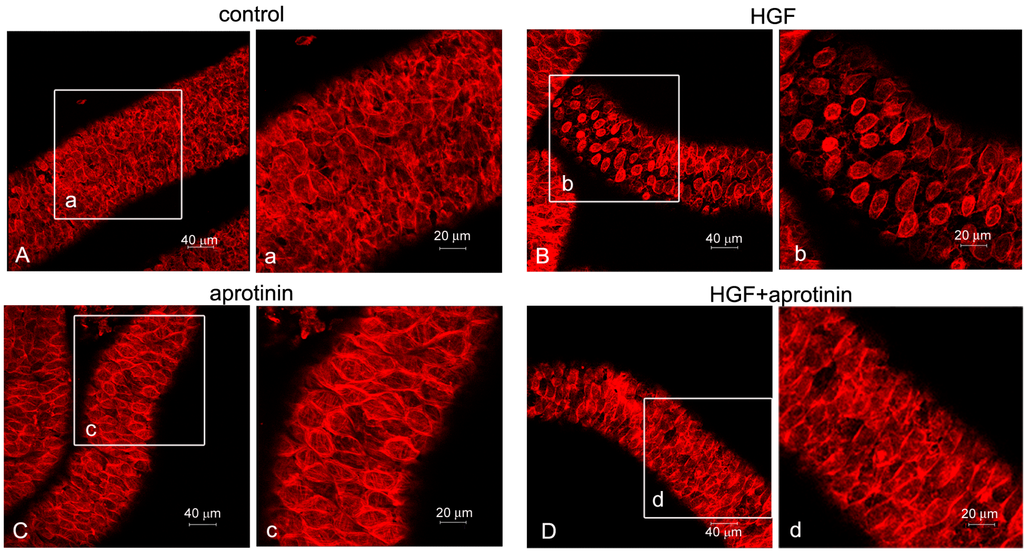 Biomedicines 03 00089 g002 1024
