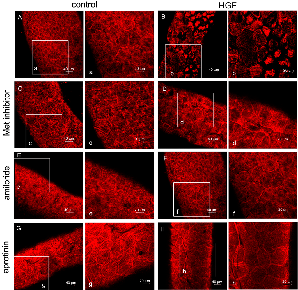 Biomedicines 03 00089 g004 1024