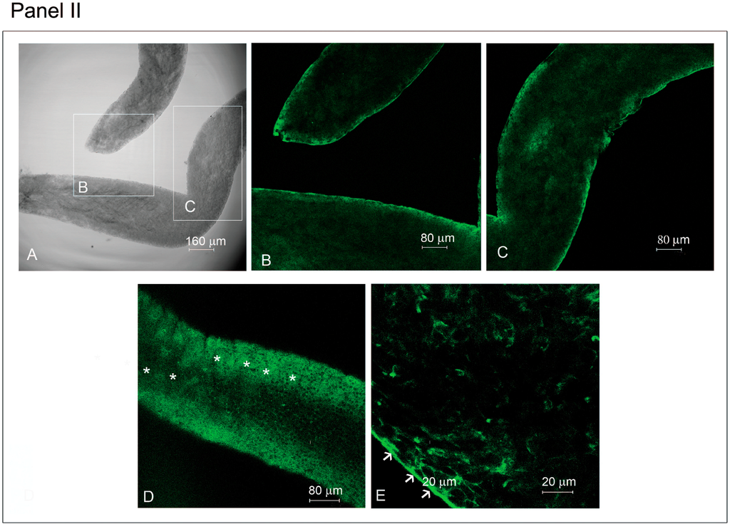 Biomedicines 03 00089 g005b 1024