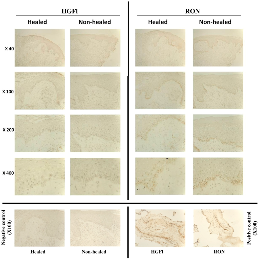 Biomedicines 03 00110 g002 1024