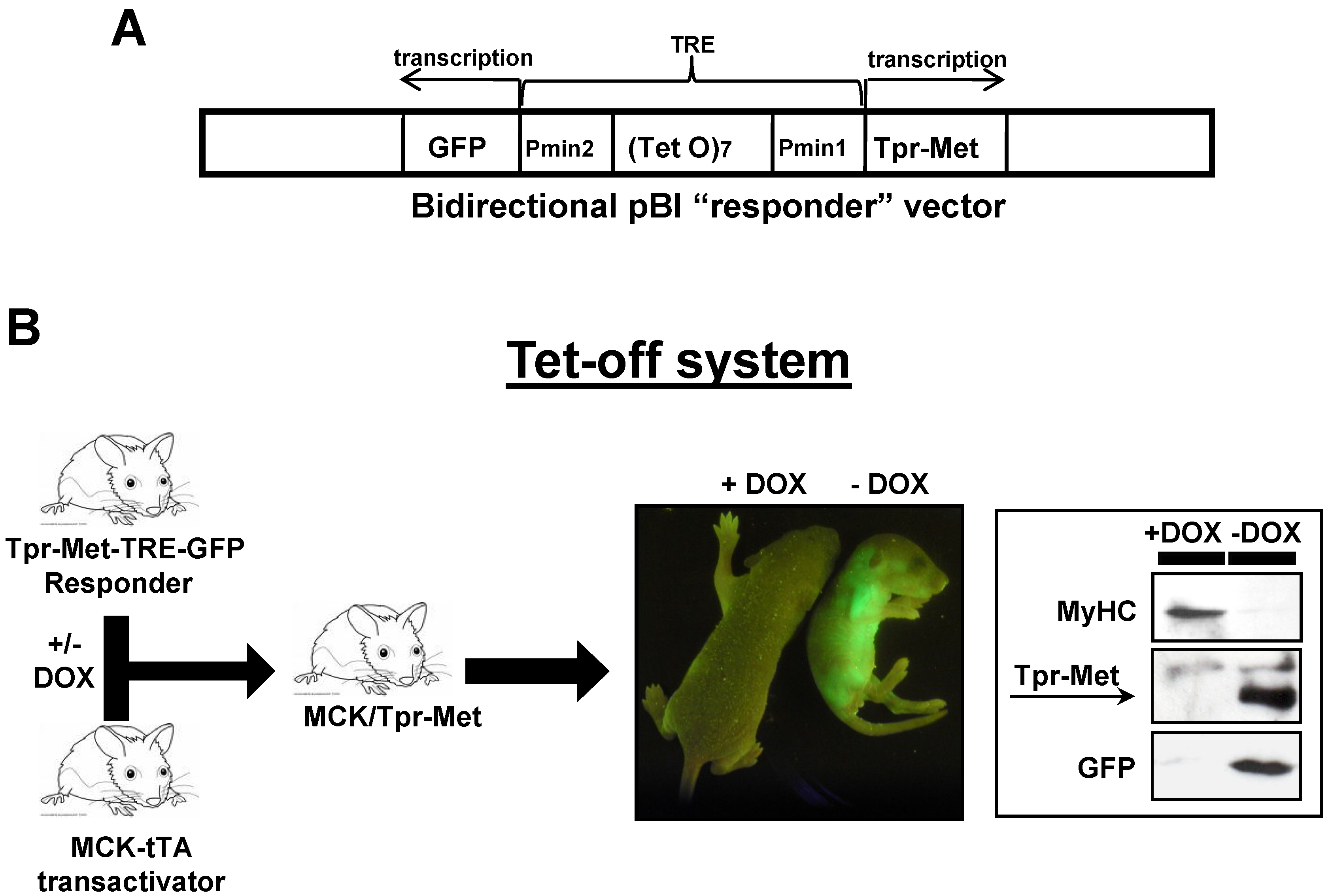 Biomedicines 03 00124 g001
