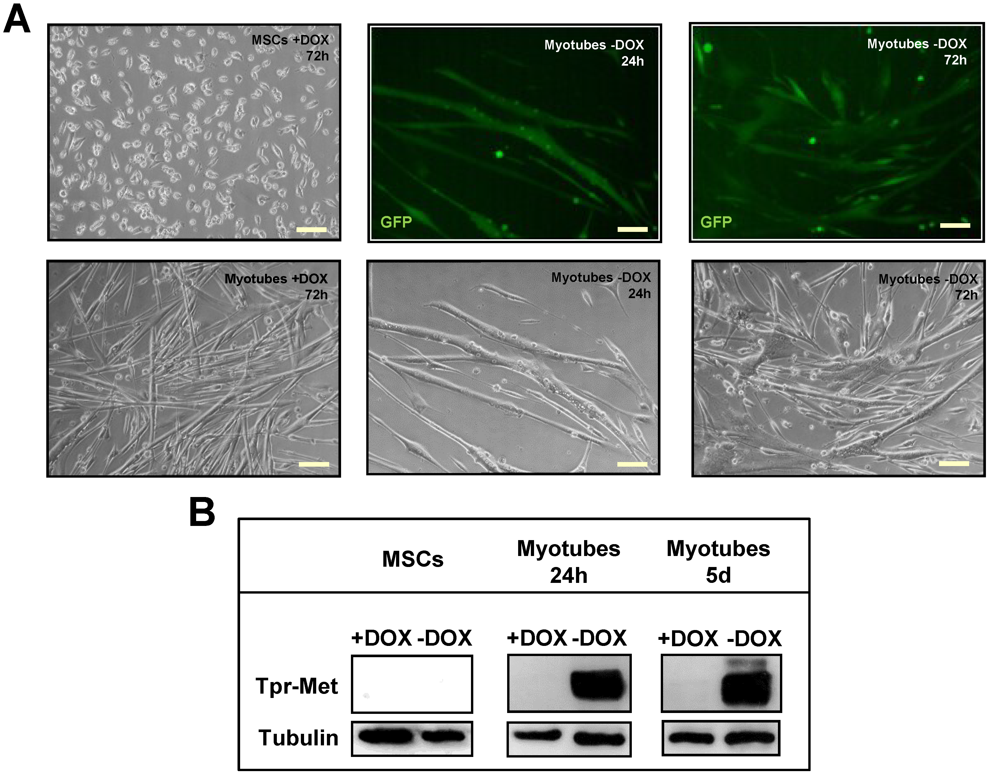 Biomedicines 03 00124 g002a