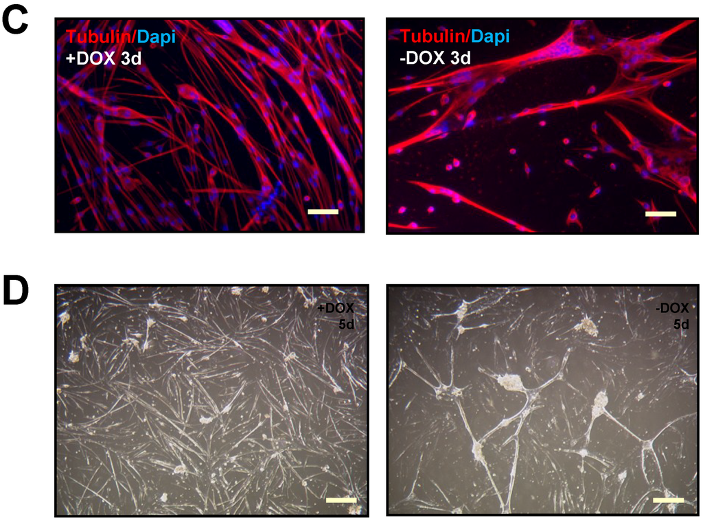 Biomedicines 03 00124 g002b 1024