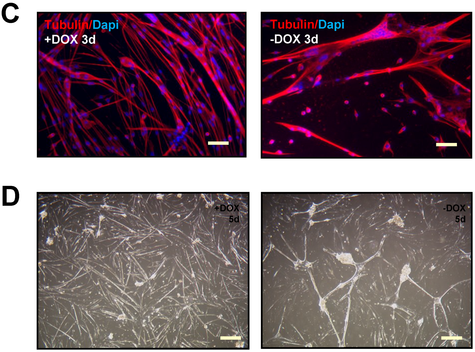 Biomedicines 03 00124 g002b