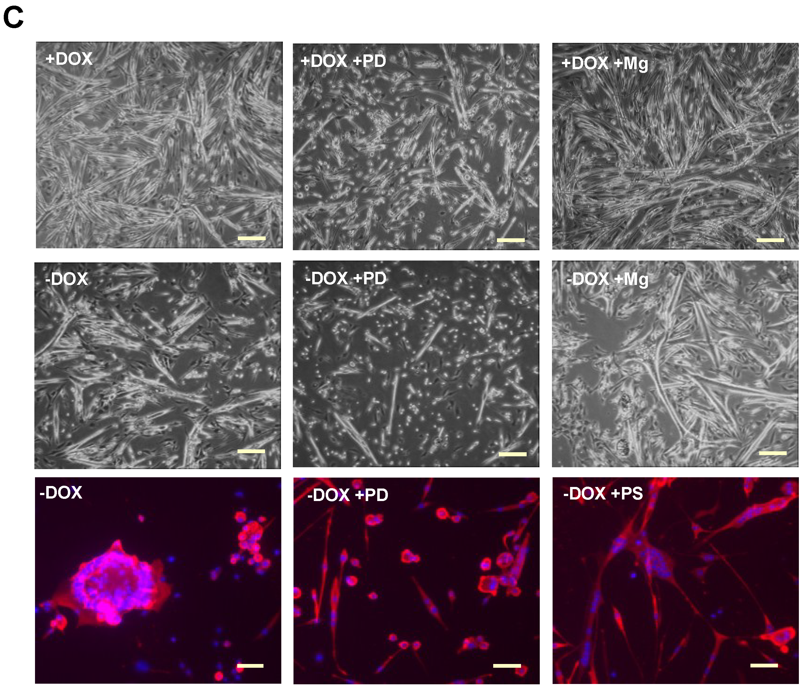 Biomedicines 03 00124 g003b