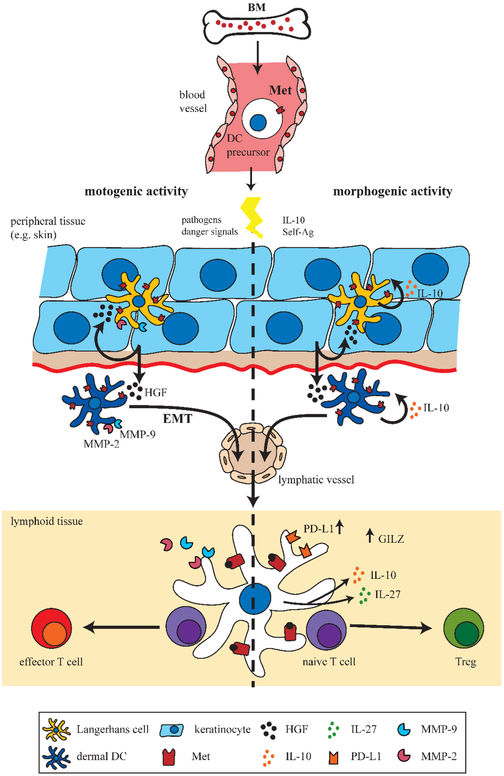 Biomedicines 03 00138 g001 1024