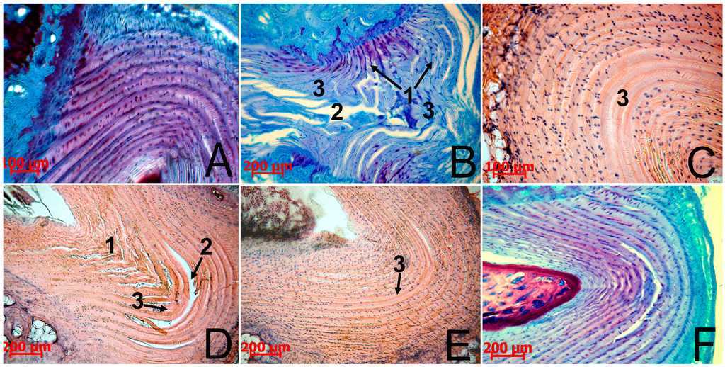 Biomedicines 03 00237 g002 1024