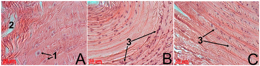 Biomedicines 03 00237 g003 1024