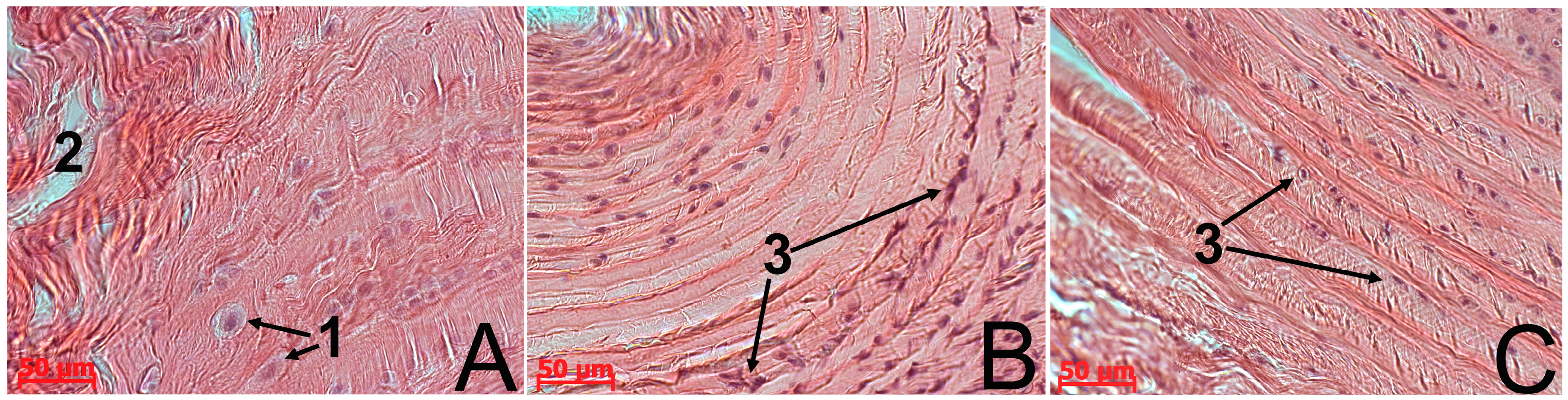 Biomedicines 03 00237 g003