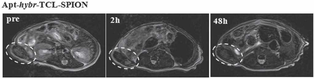 Biomedicines 03 00248 g003 1024