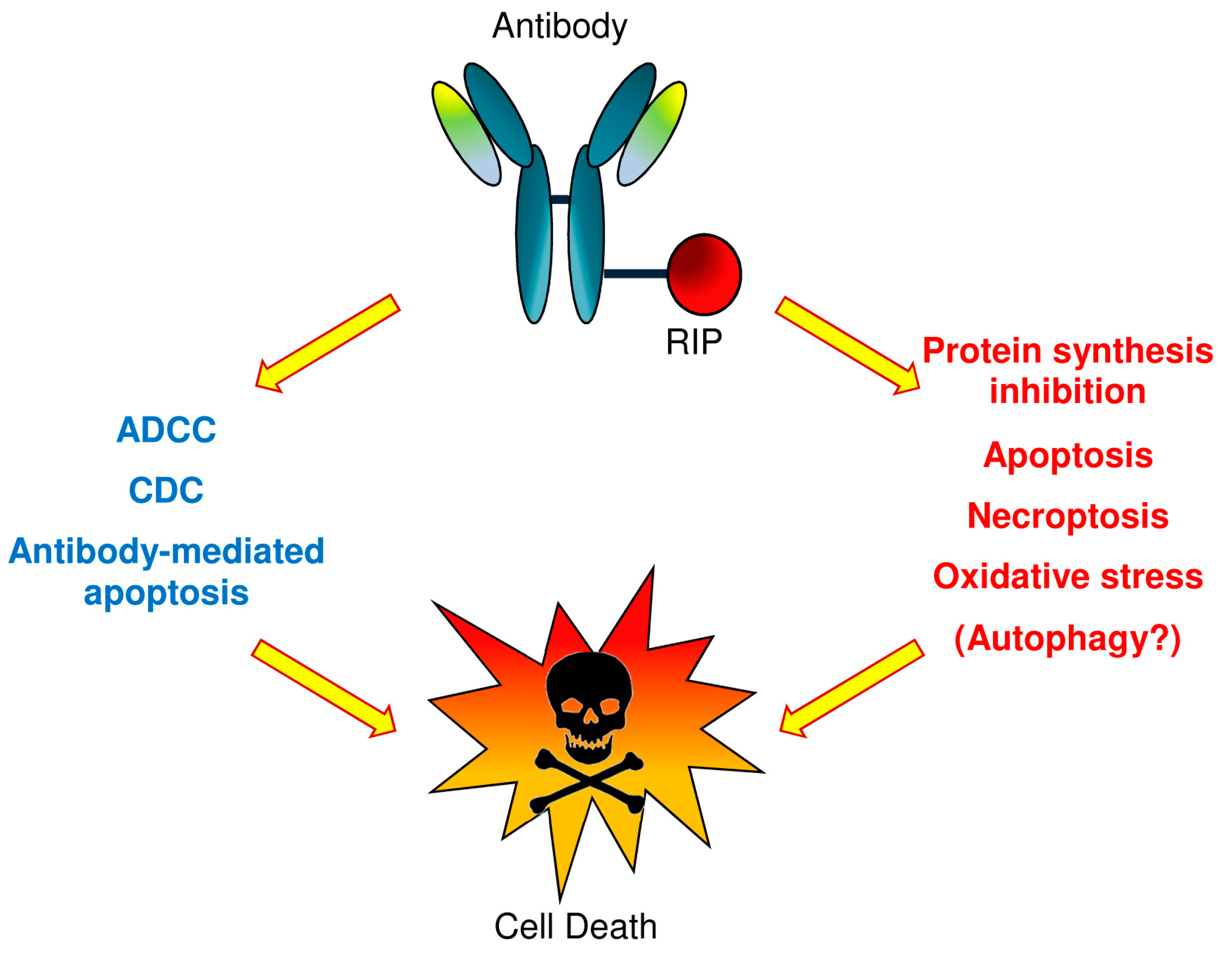 Biomedicines 04 00012 g001
